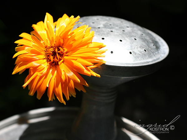 Calendula with Watering Can